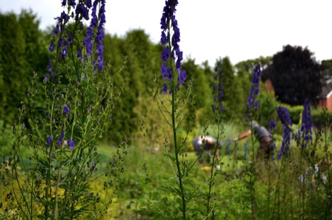 Weleda garden, Derbyshire